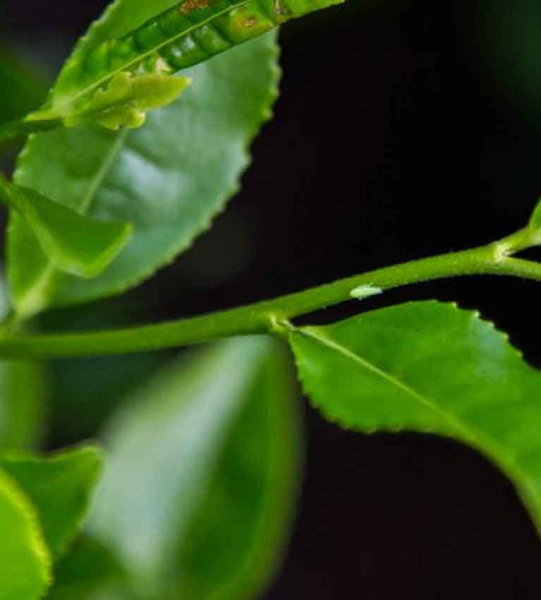 Зеленая мушка Акира Ходзё